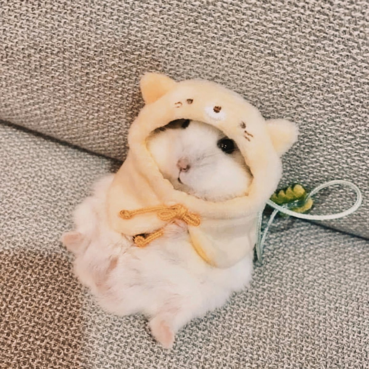 Милые хомячки