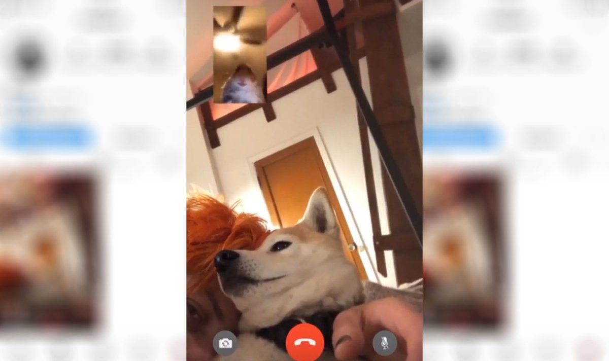 Хомяки в инстаграме