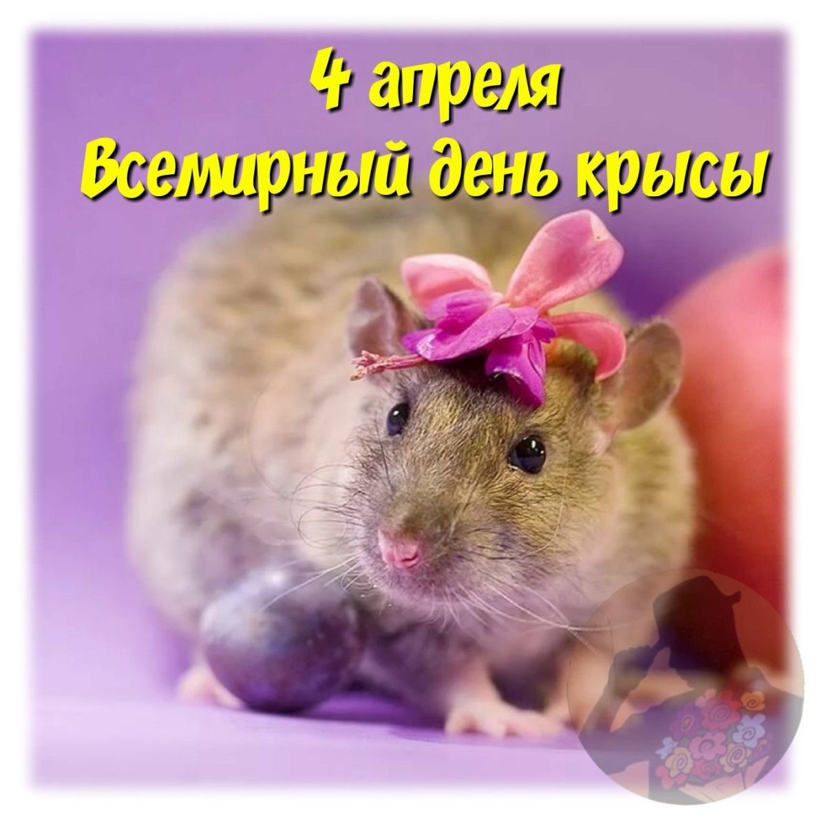 Красивые крысы