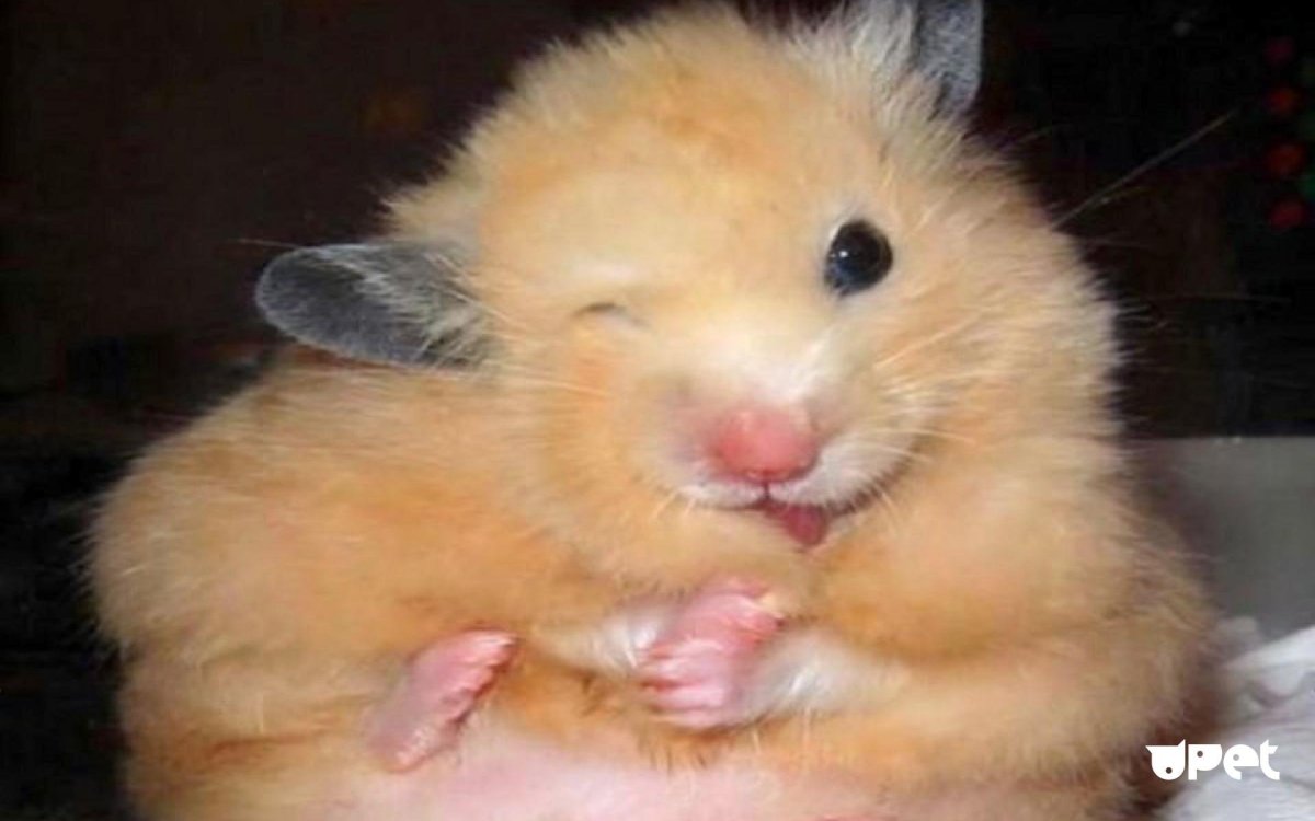 Хомяк прикольный