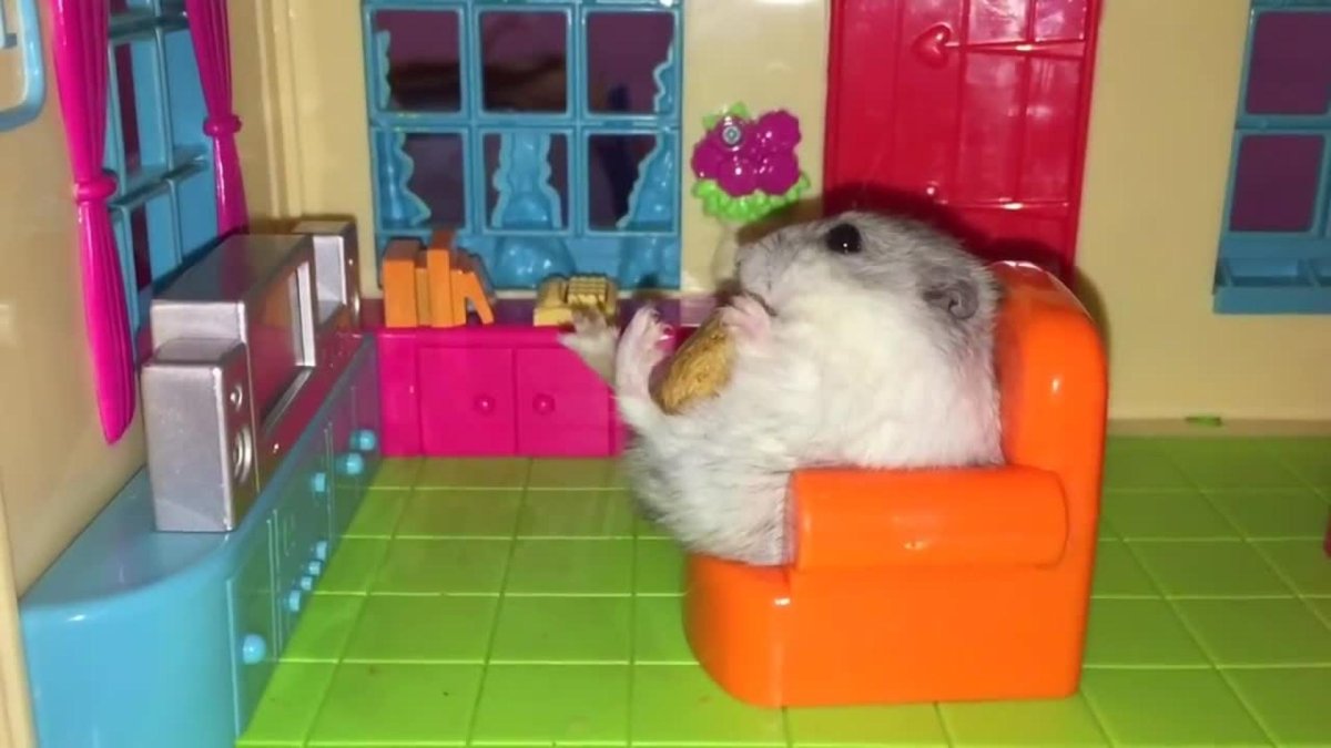 Джунгарский хомячок смешные