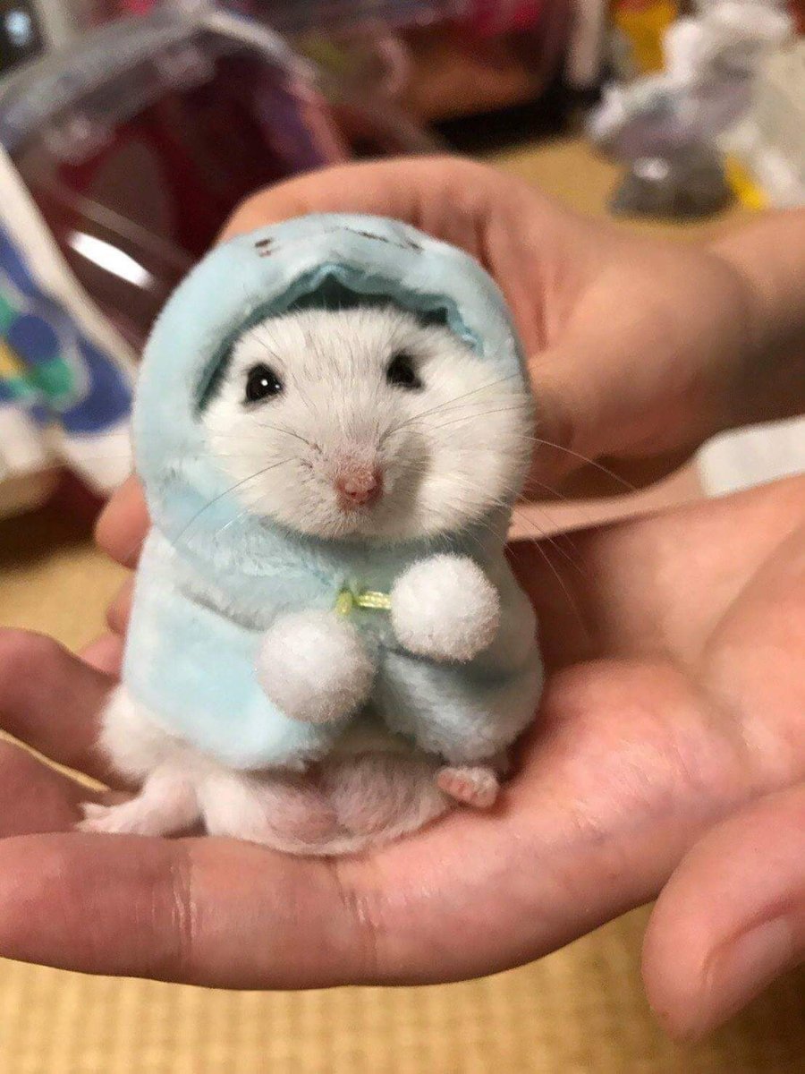 Милый хомячок