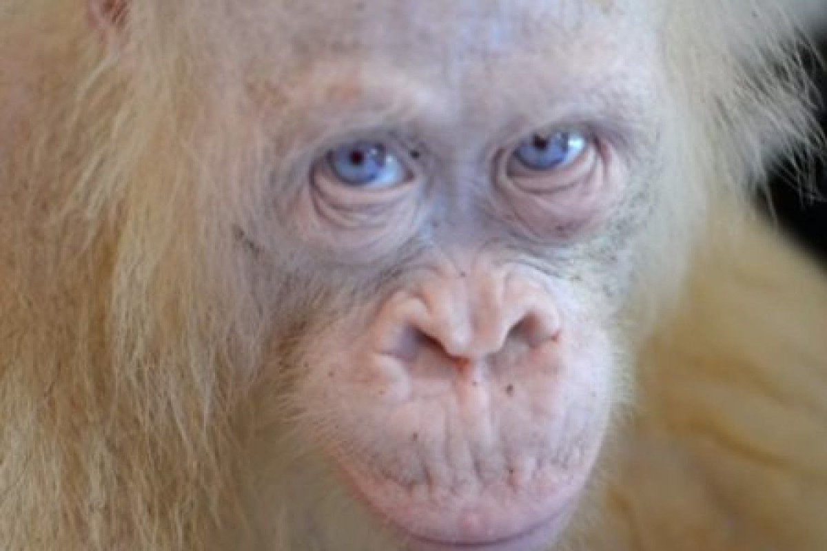 Глаза обезьяны