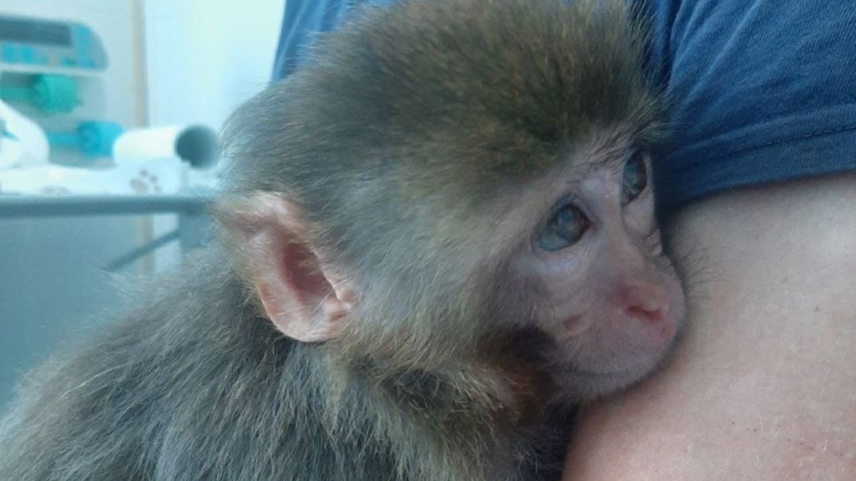 Примат Саратов