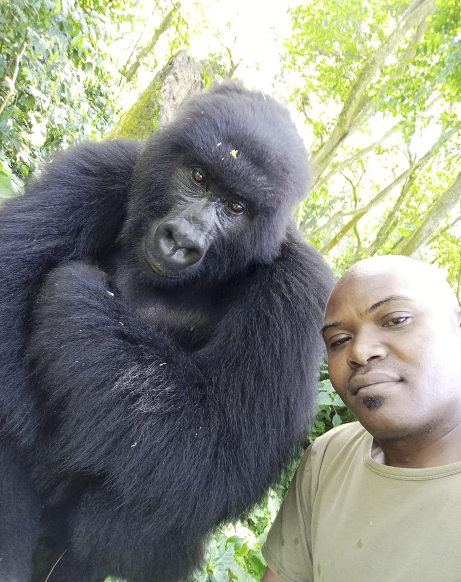 Умная горилла