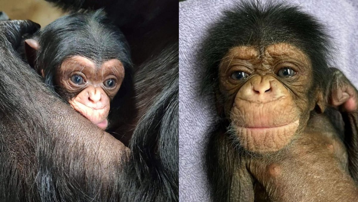 Мама шимпанзе с детенышем