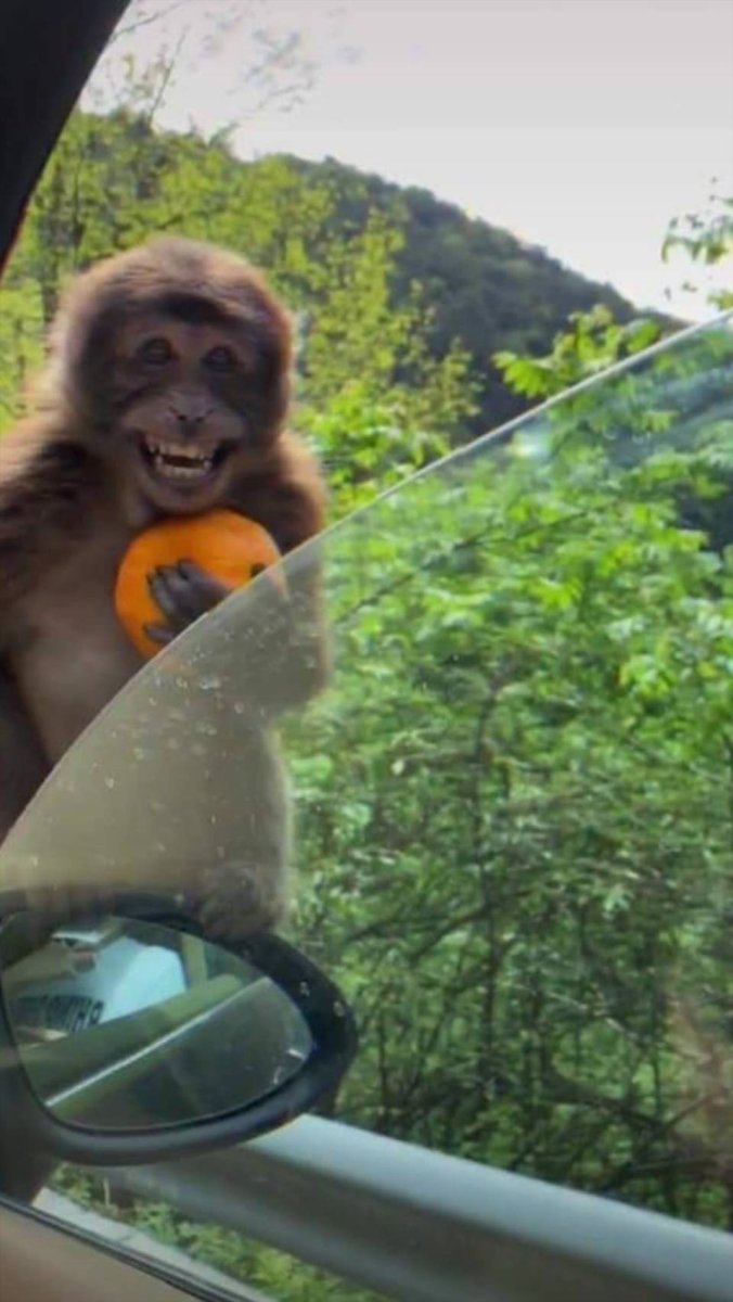 Радостная обезьяна