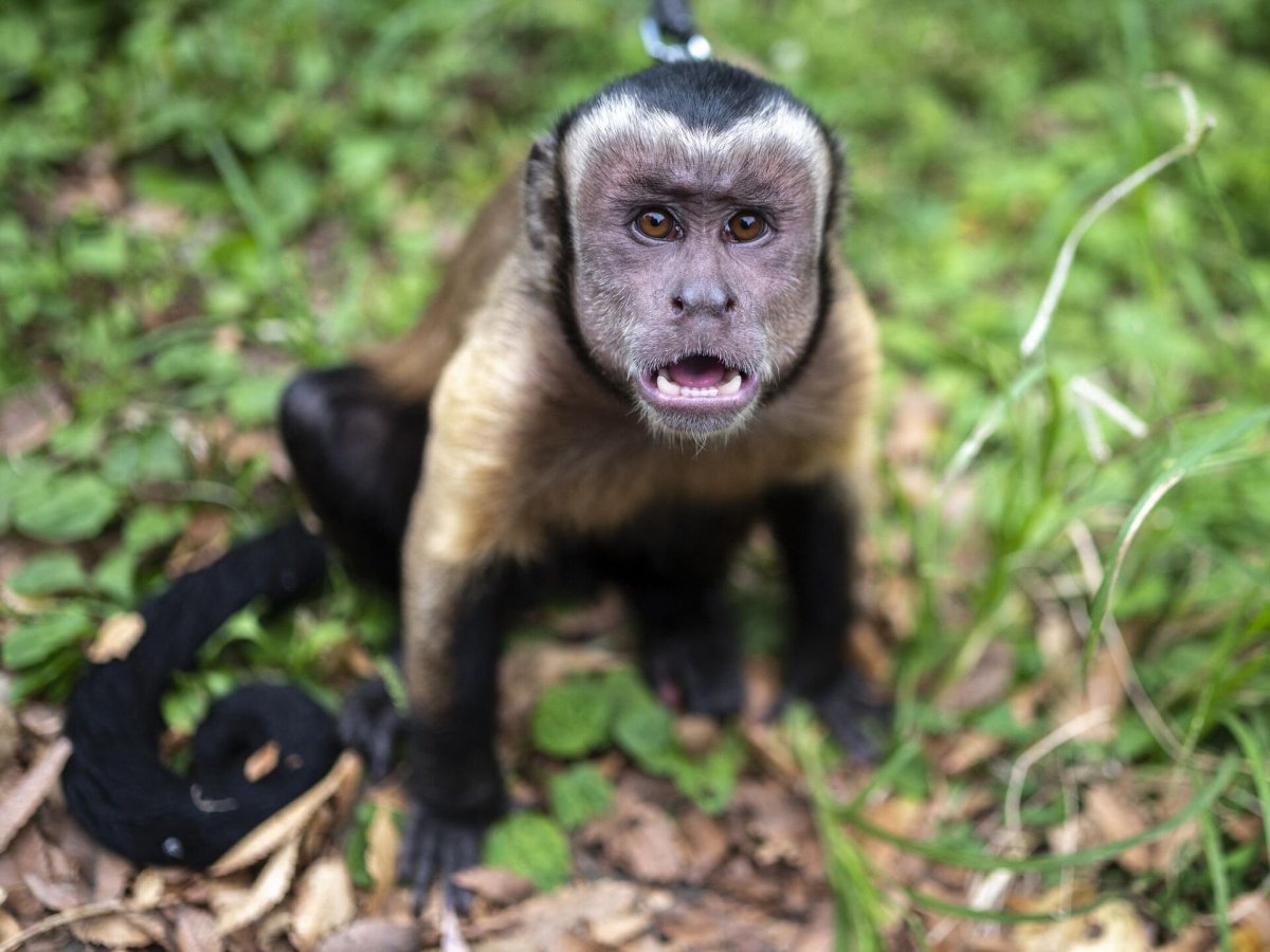 Дикая обезьяна