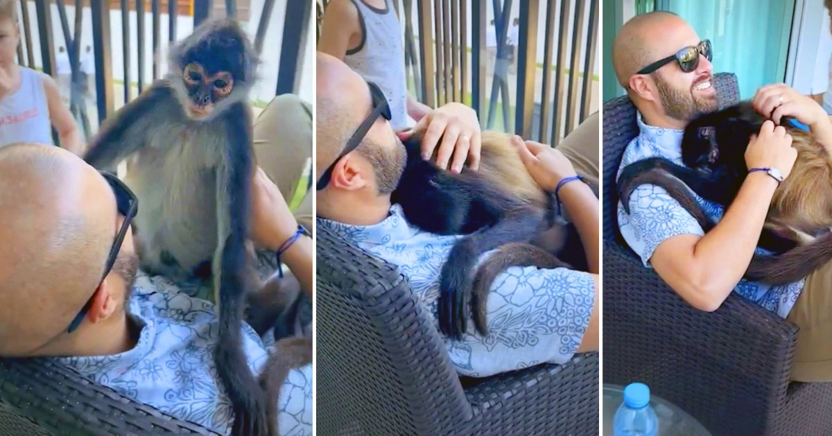 Шимпанзе с человеческим лицом