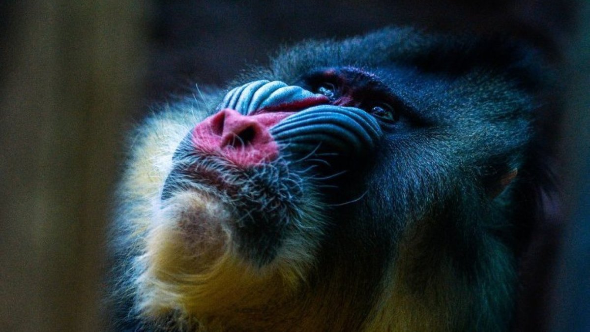 Синяя обезьяна