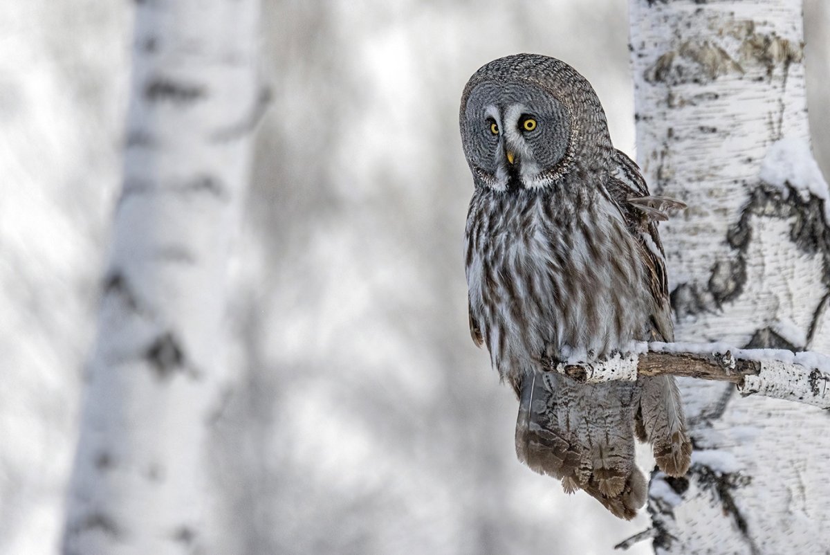 Бородатая неясыть