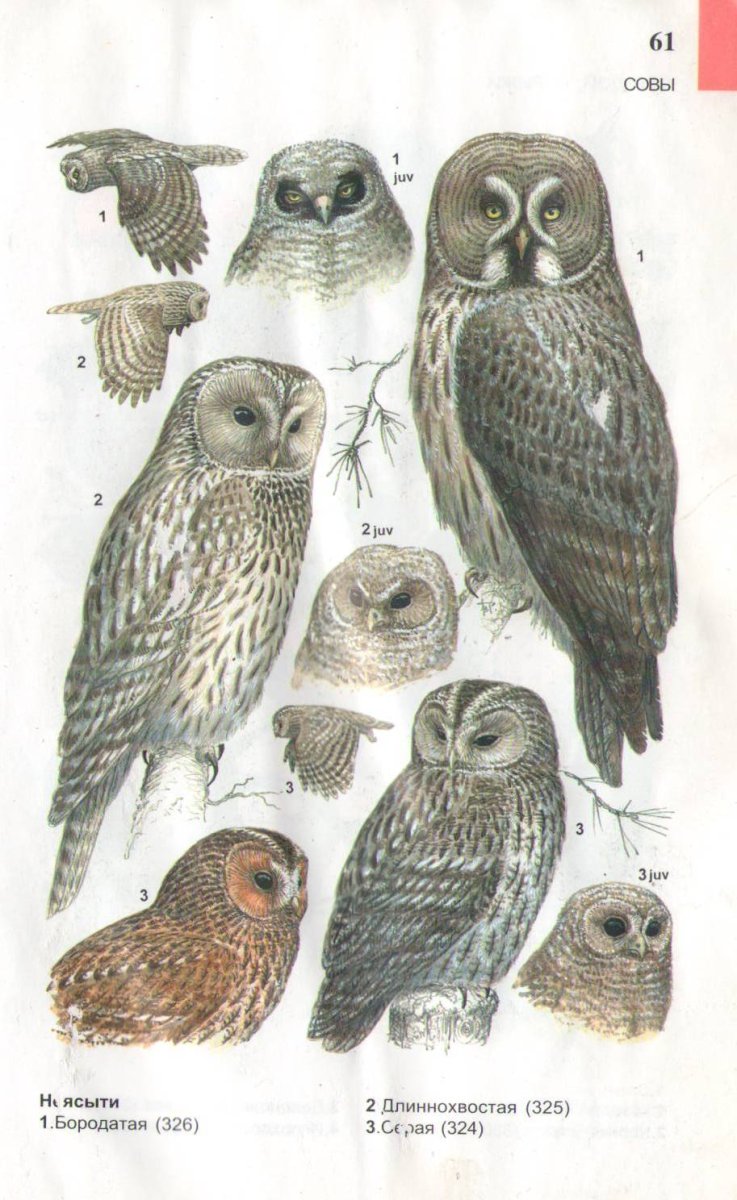 Длиннохвостая Уральская неясыть