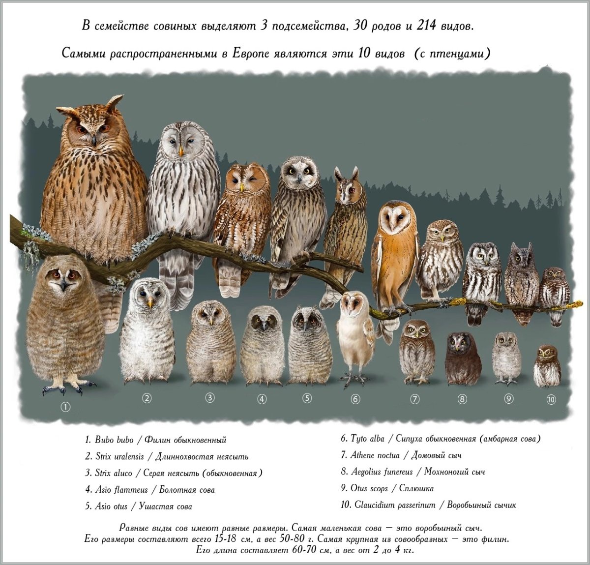 Когда день Совы в 2023 году