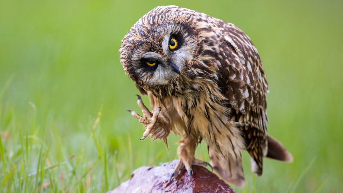 Виргинский Филин