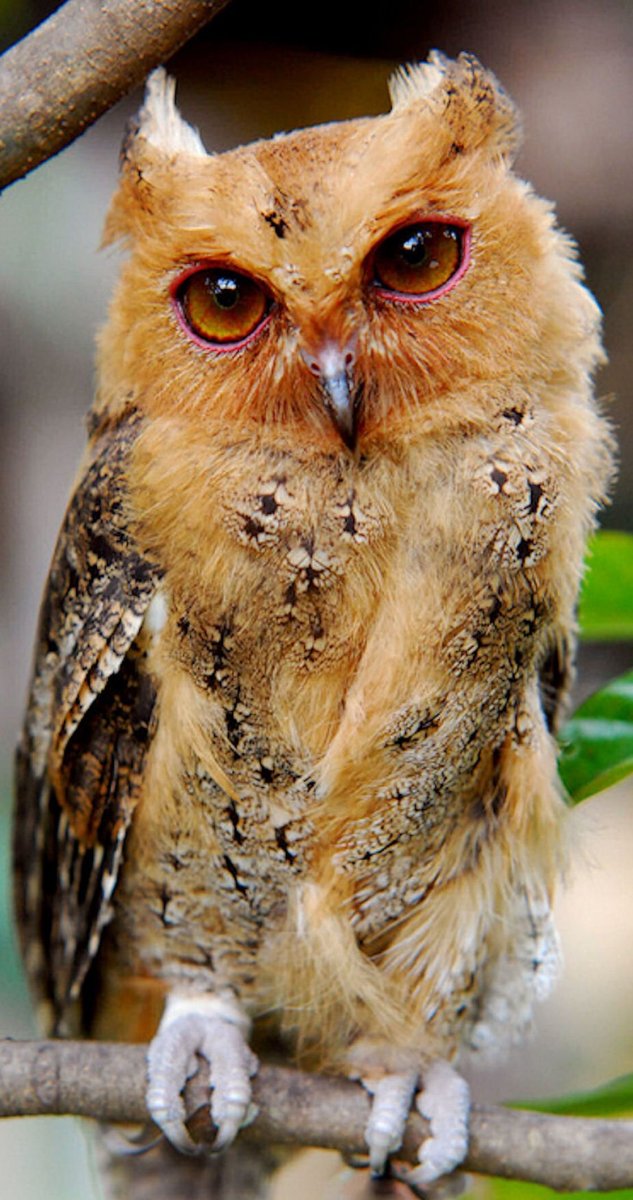 Мадагаскарская красная Сова(сипуха)