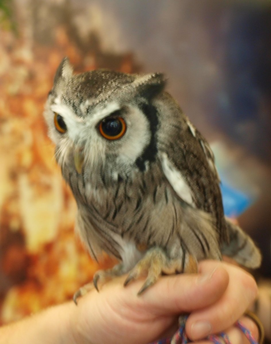 Четвертый вид Сова