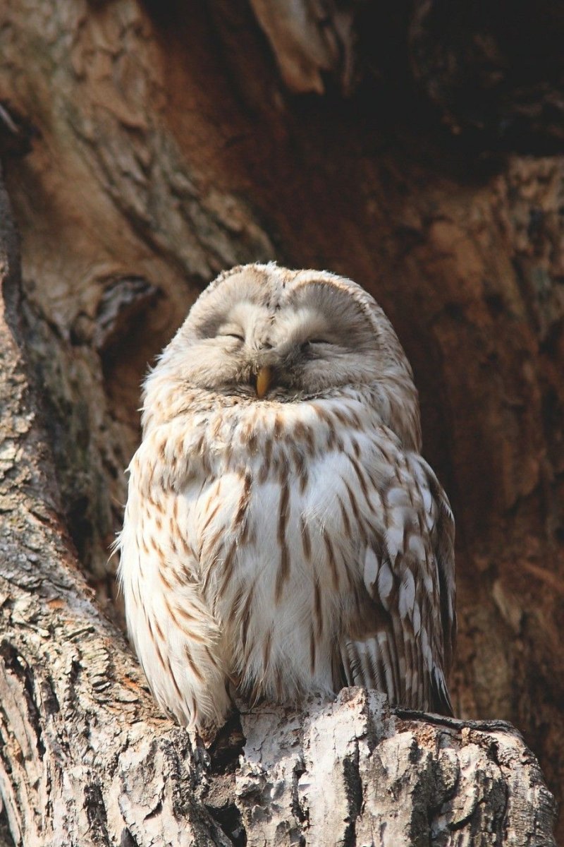 Надменная Сова