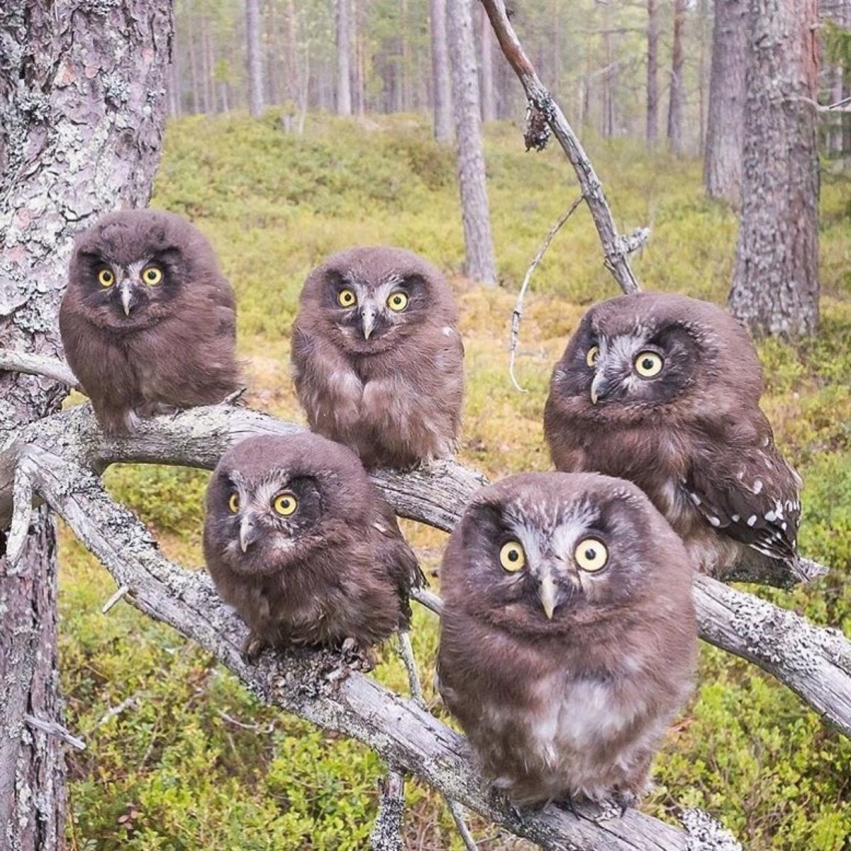 Птенец Совы Сыч