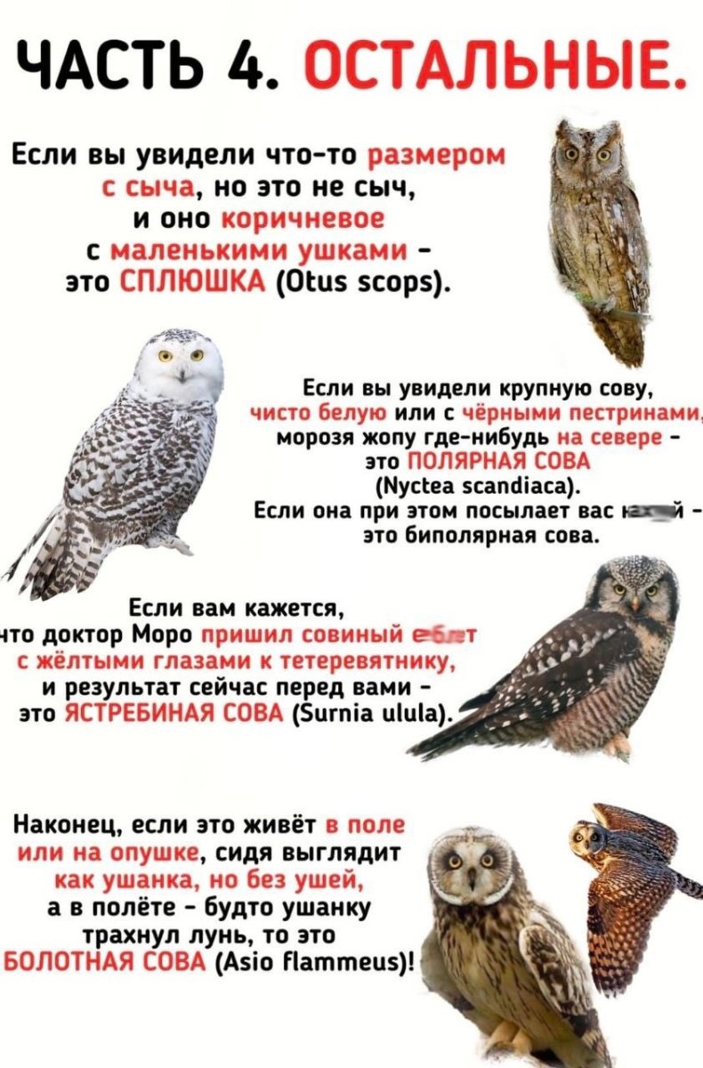 Определитель сов