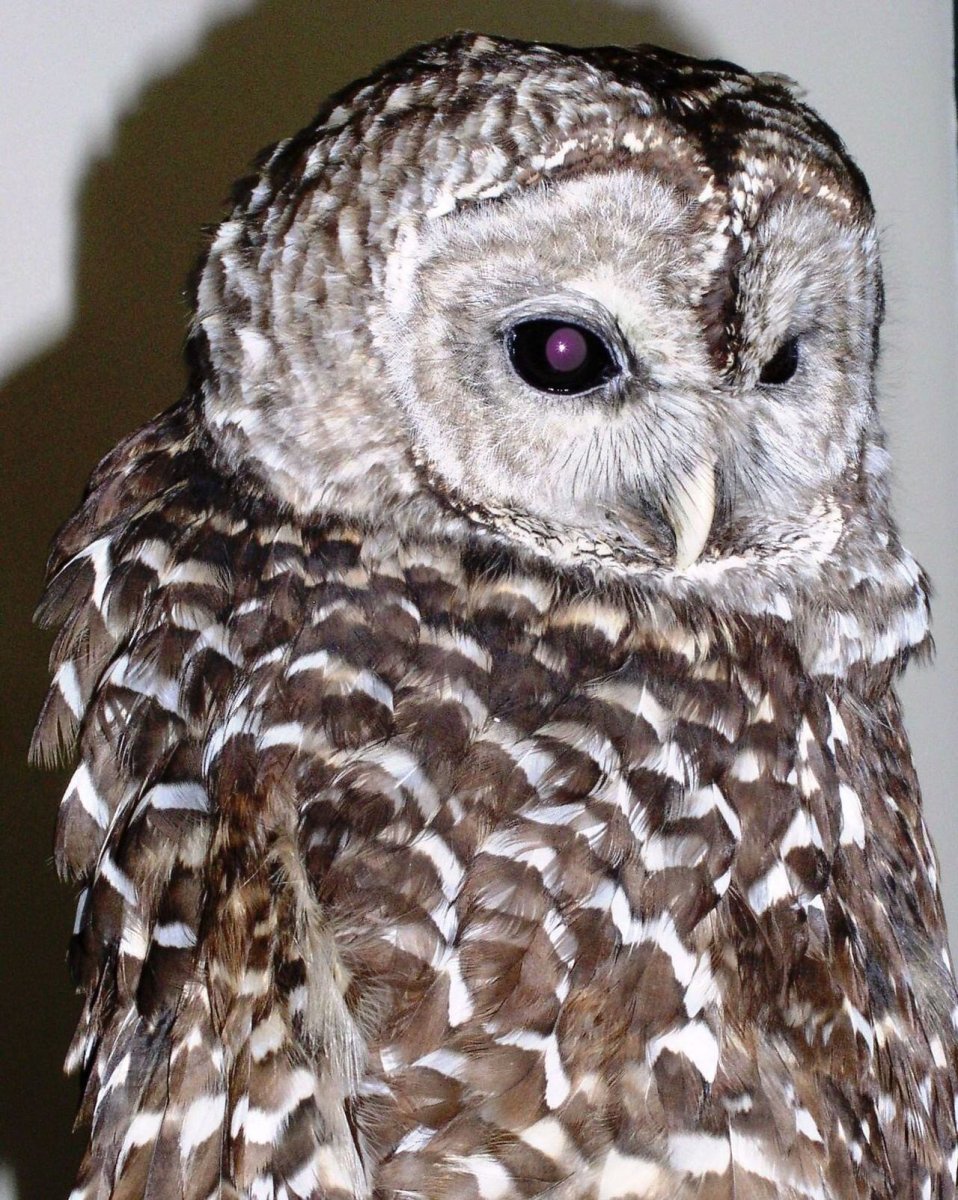 Совы и их названия