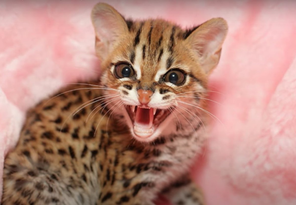 Египетский МАУ мяуканье