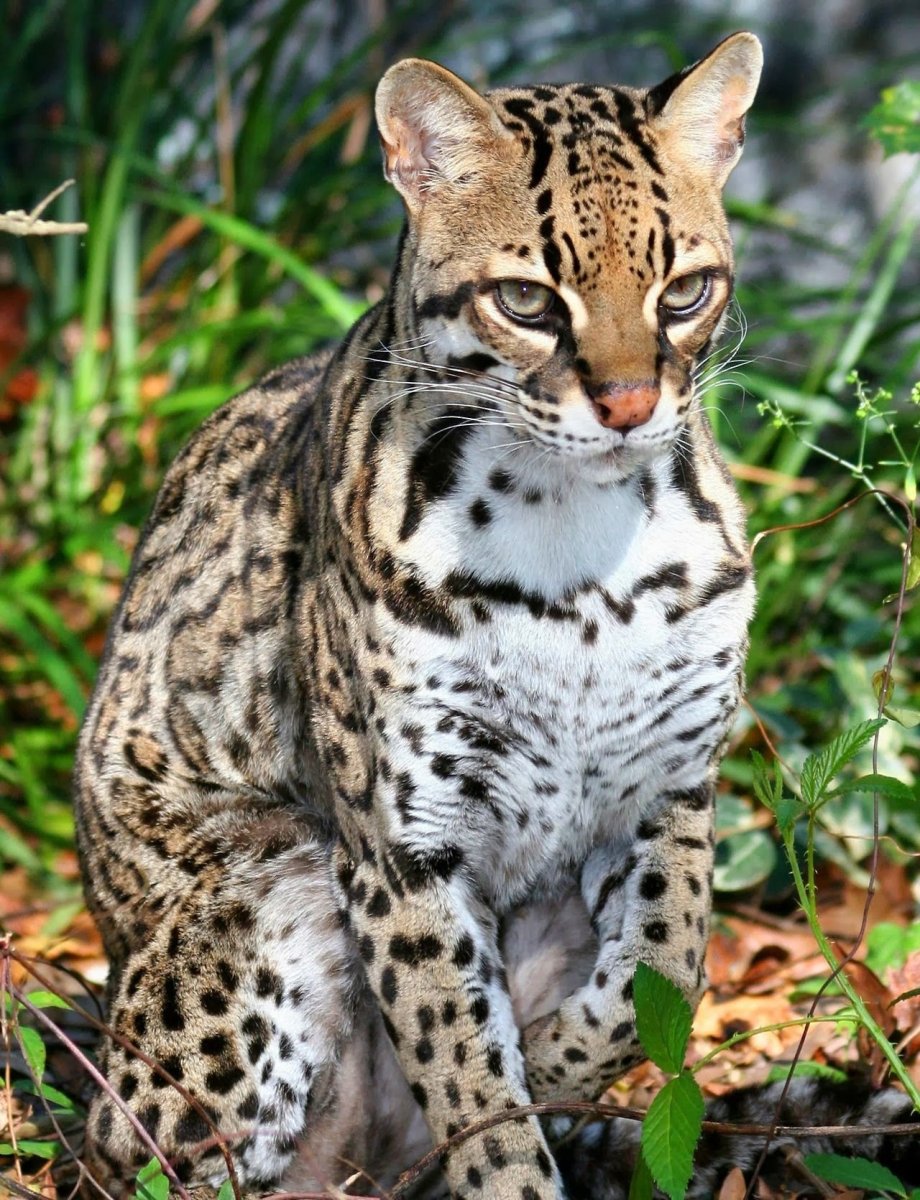 Оцелот Южная Америка