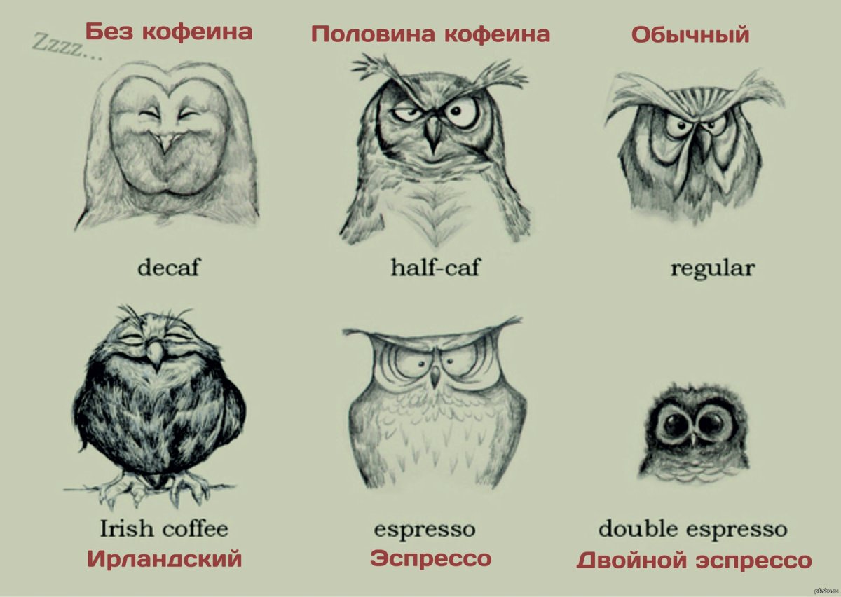 Сова с кофе