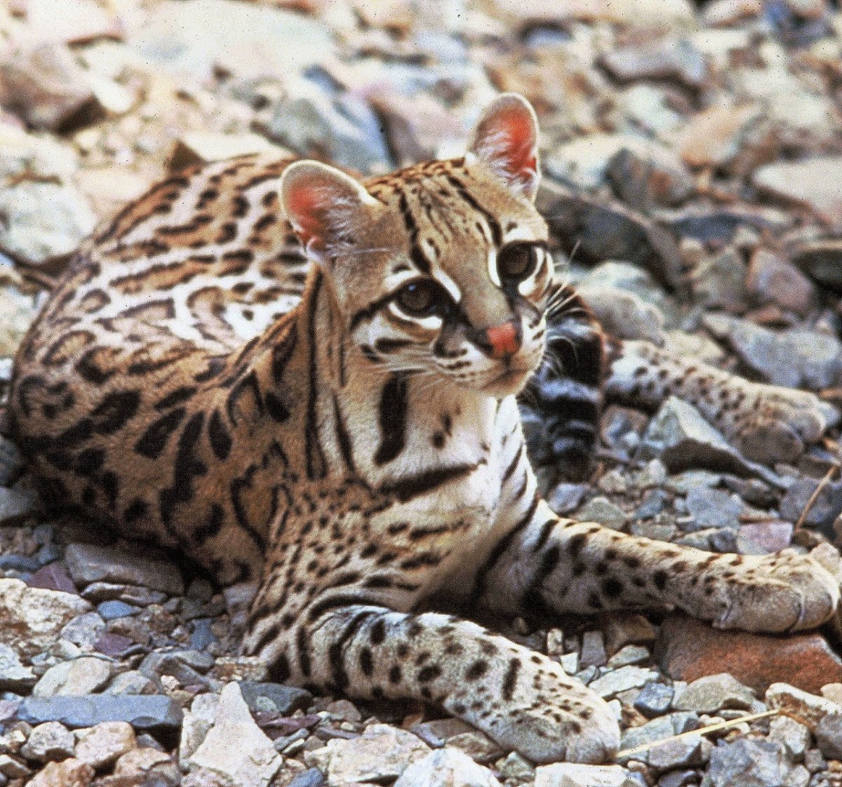 Адам Оцелот