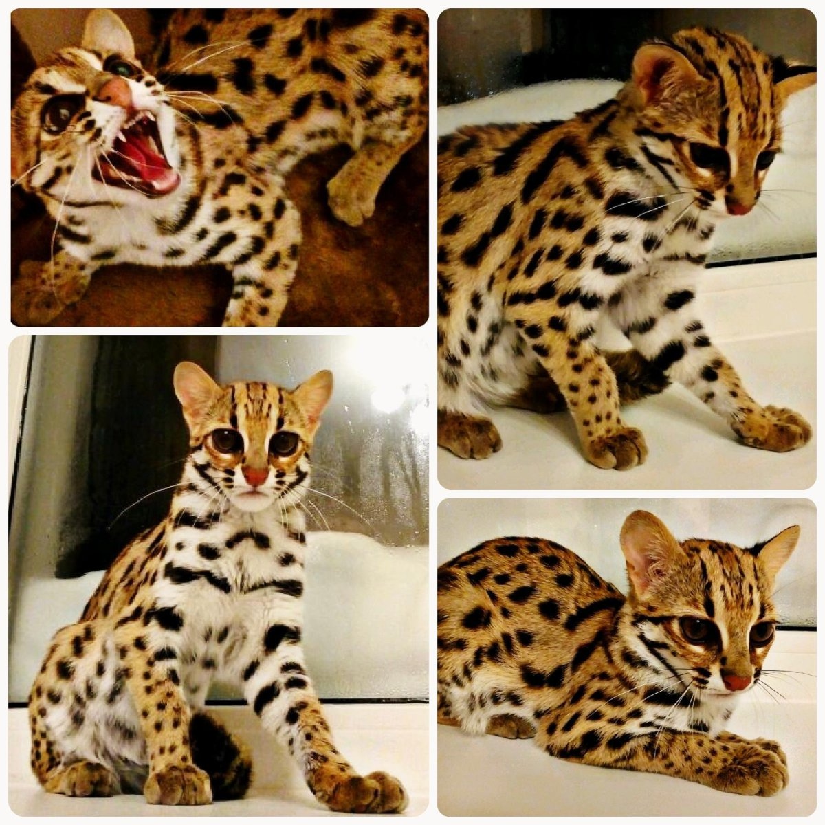 Оцелот и Оцикет