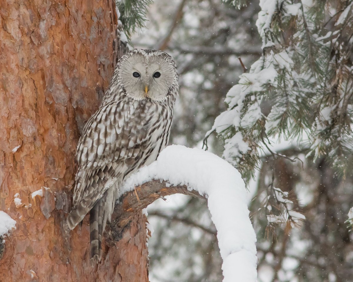 Уральская неясыть