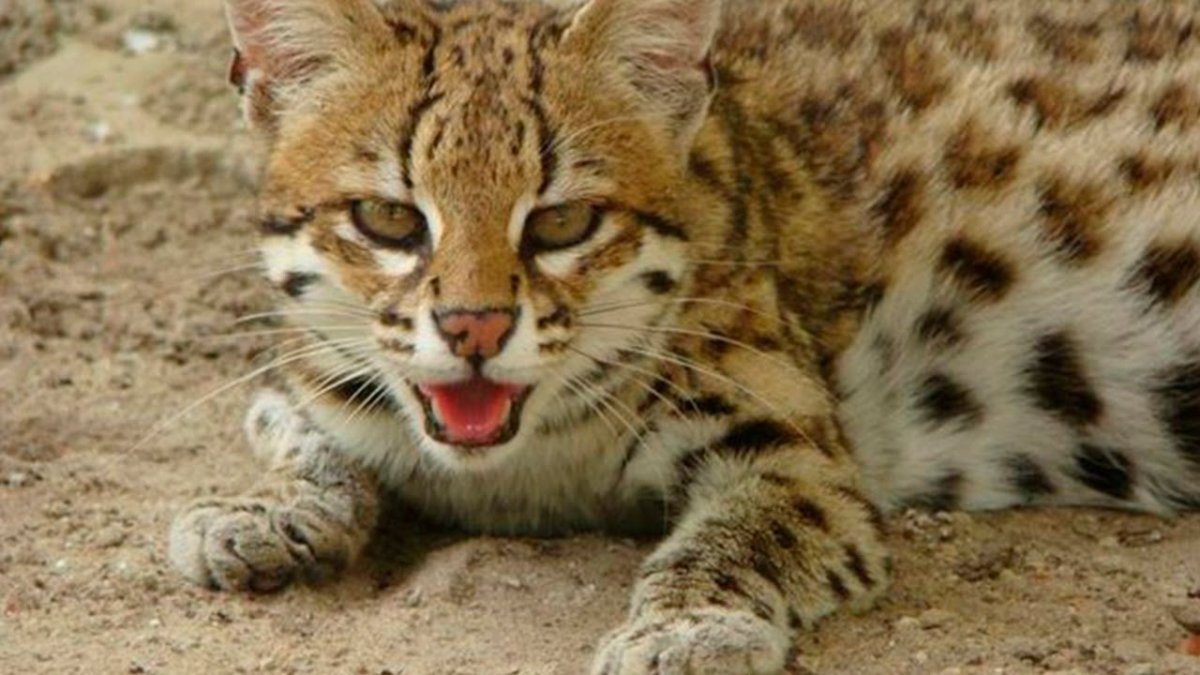 Онцилла (leopardus tigrinus)