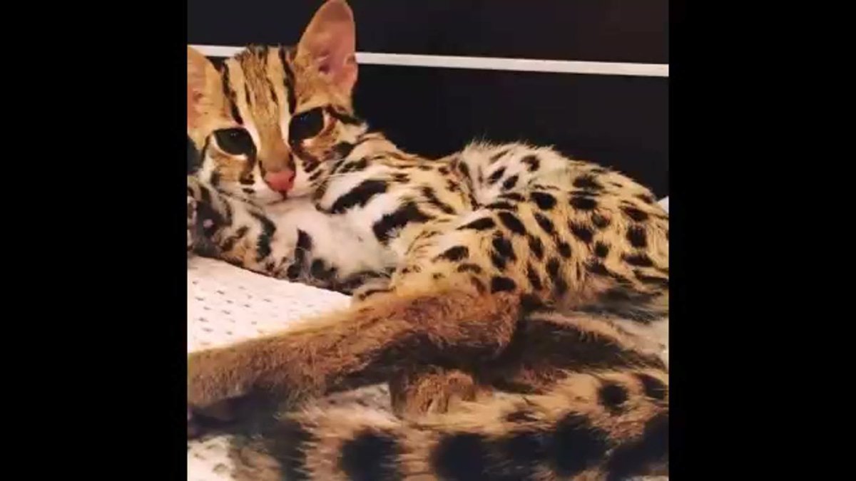 Бенгальская кошка