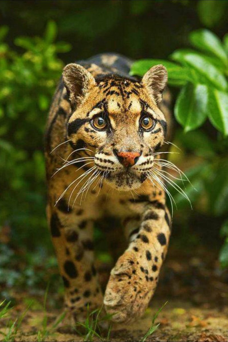 Кошка - дымчатый леопард