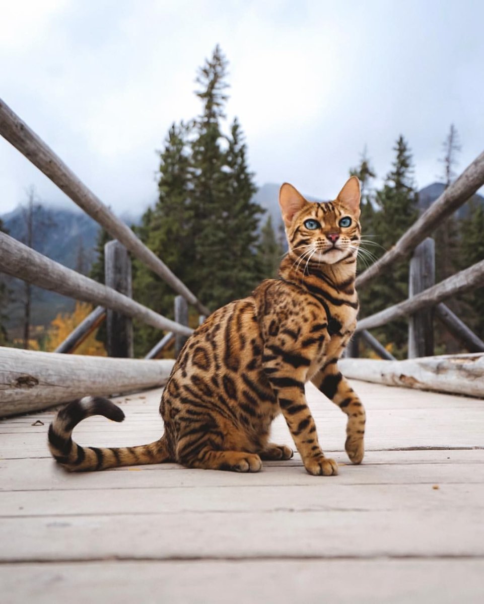 Бенгальская кошка Дикая