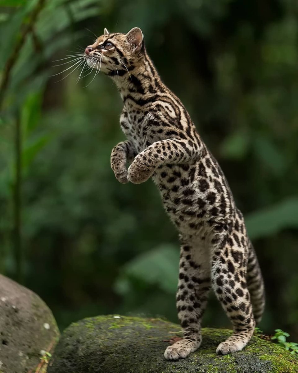 Онцилла Маргай