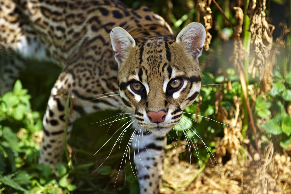 Карликовый леопард Оцелот