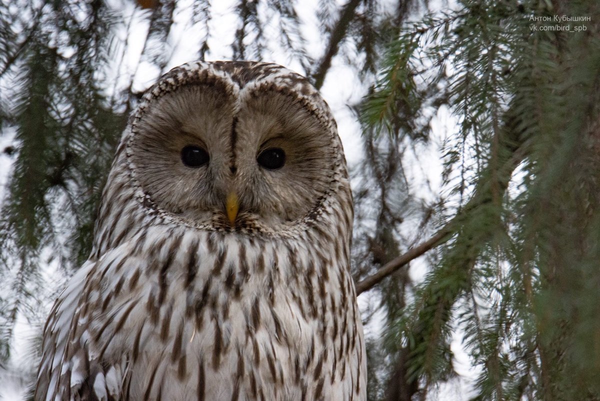 Сова на Елагином острове