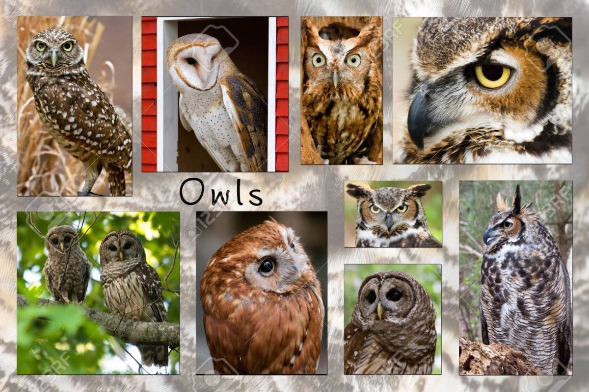 Совообразные коллаж