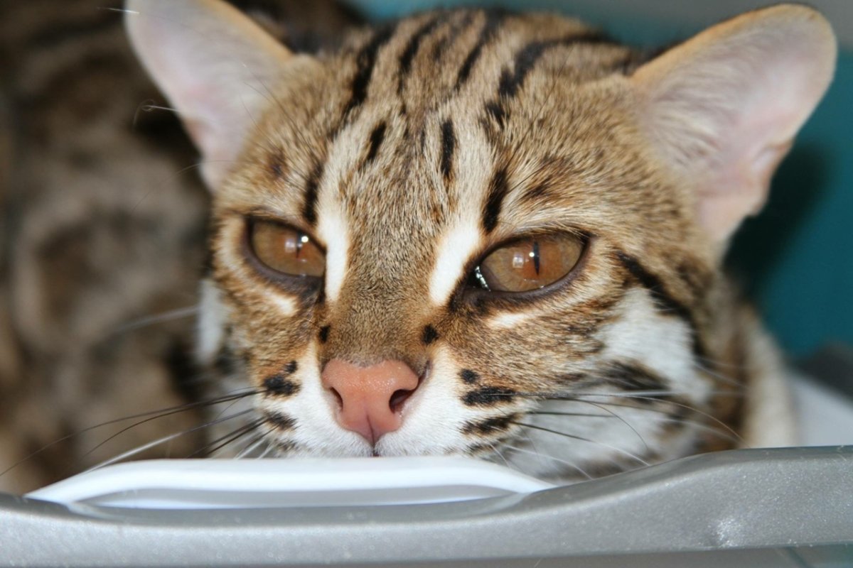 Тигра алк ф1