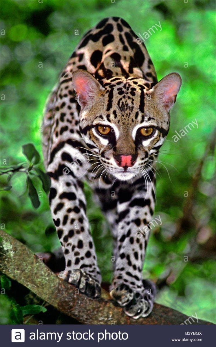 Дикая Бенгальская леопардовая кошка