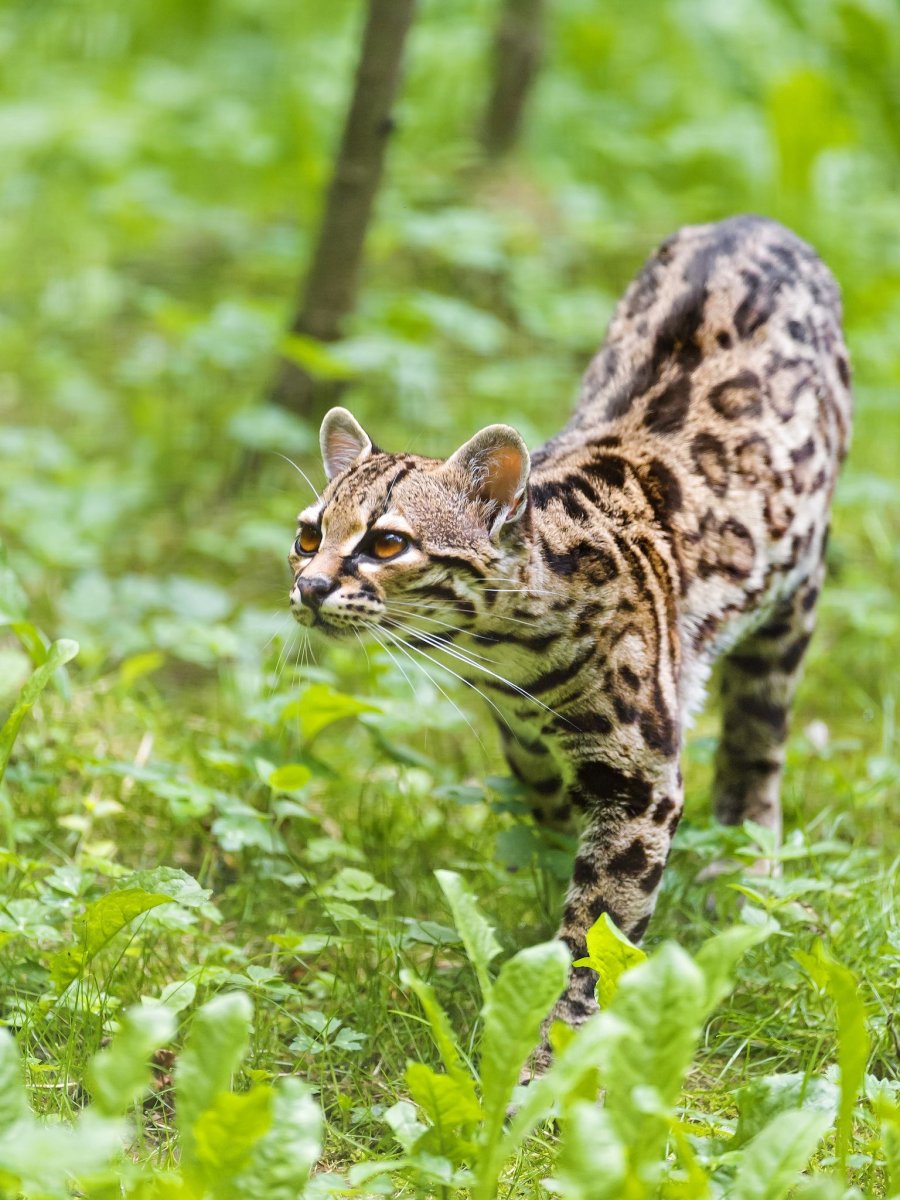 Леопард и Бенгальская кошка