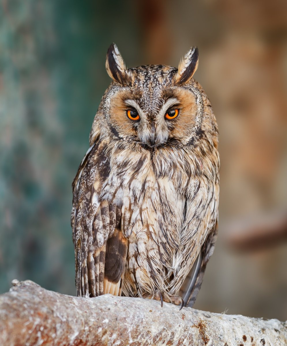 Соломонская ушастая Сова