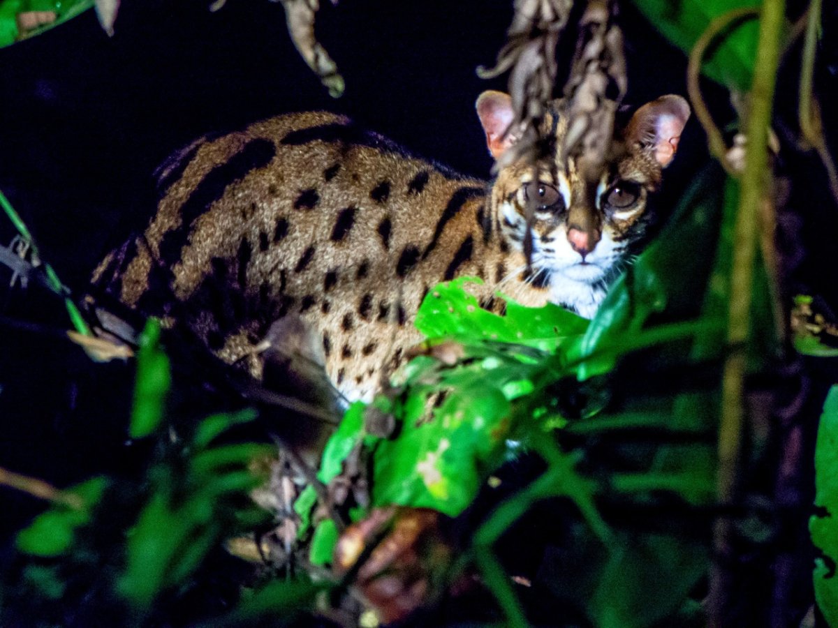 Prionailurus bengalensis