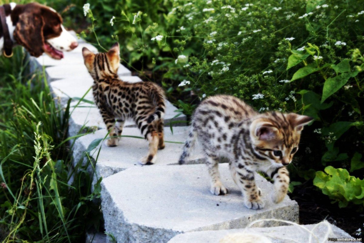 Ашера Ашера кошка