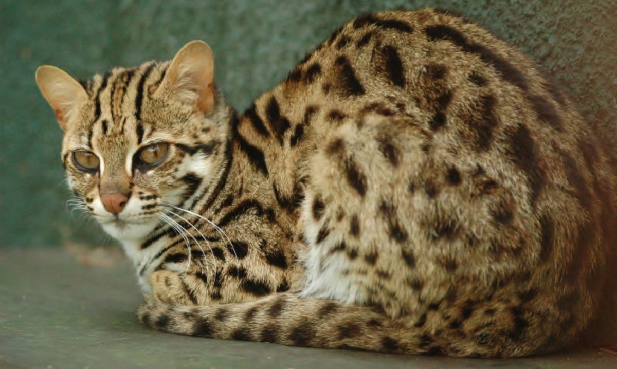 Дикая Бенгальская леопардовая кошка