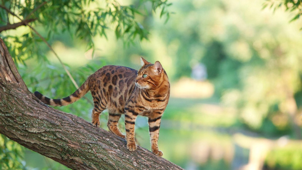 Дикая леопардовая кошка