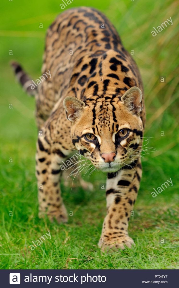 Леопардовая кошка Оцелот