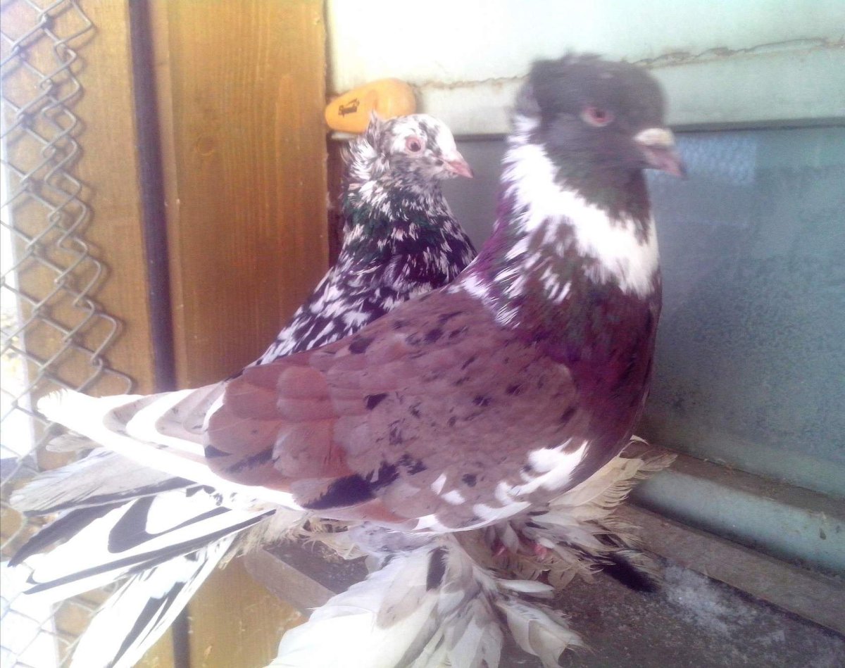 Голуби бойные краснохвостый