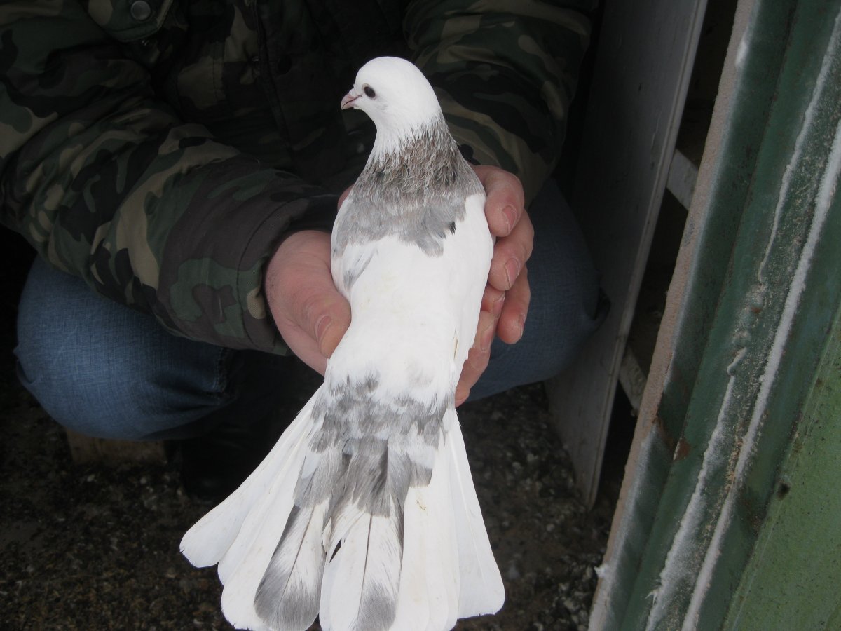 Голуби бакинцы широкохвостые