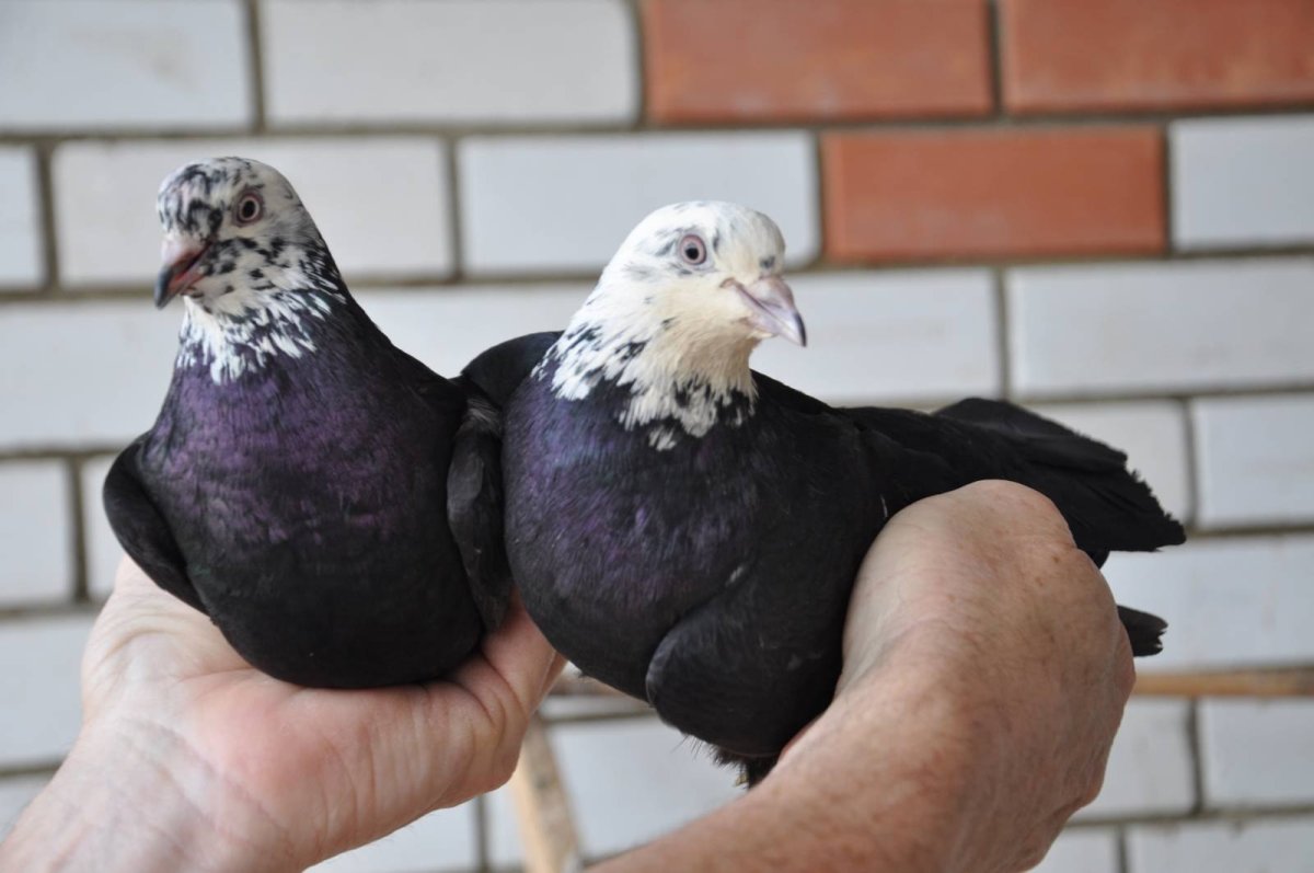 Бакинские бойные желтые красные Чили